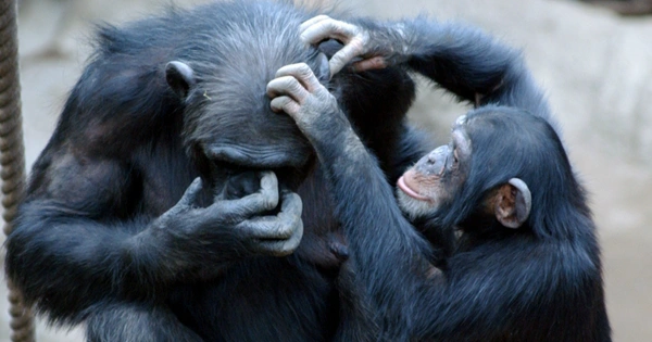 Chimpanzees grooming