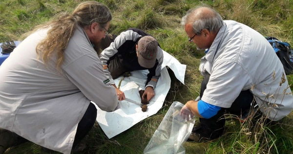 Researchers carry out fieldwork examining soil profiles