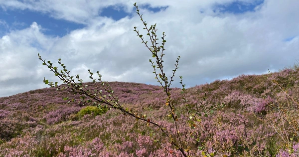 Dwarf birch growing in the Scottish Highlands