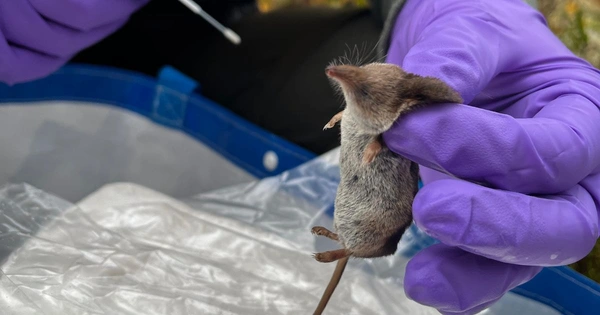 A rodent in Sweden is tested