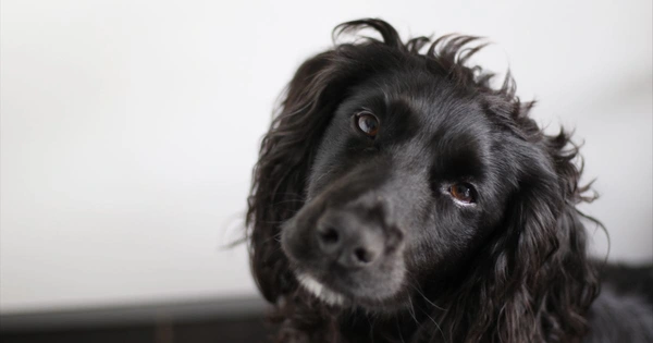 A black spaniel looks bashfully at the camera