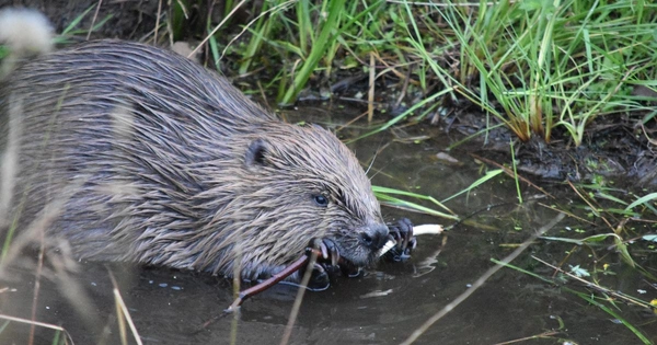 A beaver in a wetland