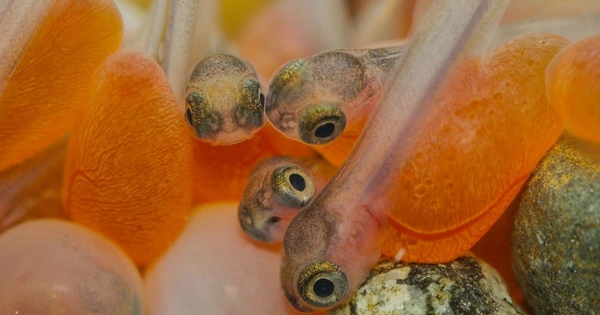 Salmon study aids insights on extreme DNA duplication event | About ...