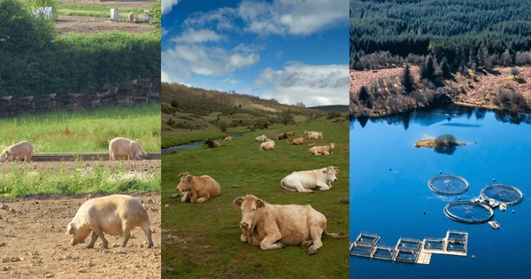 Comp of a pig farm, cow farm and salmon farm