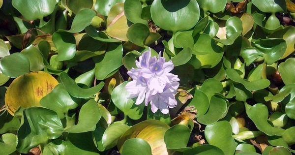 Common water hyacinth