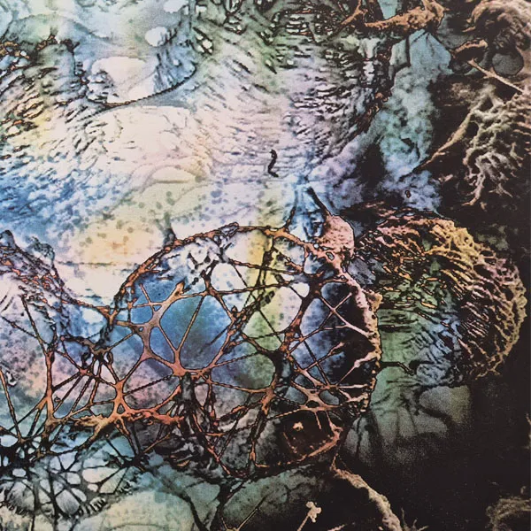 Image: Designs for Life