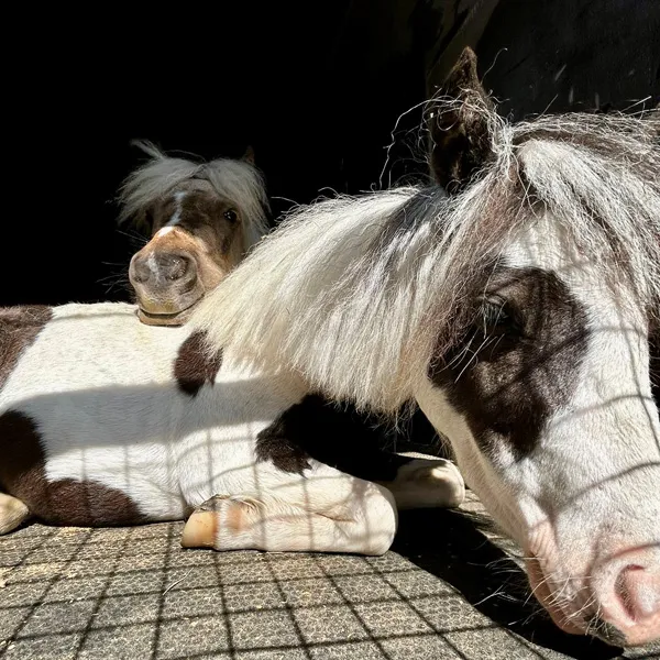 Image: Miniature Horse Therapy Sessions