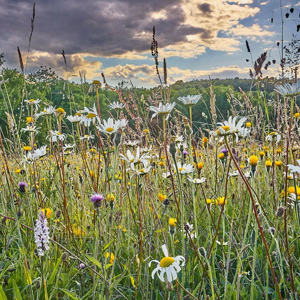 Image: Biodiversity on Campus Day