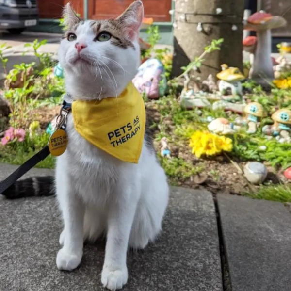 Image: Therapy Cat Session