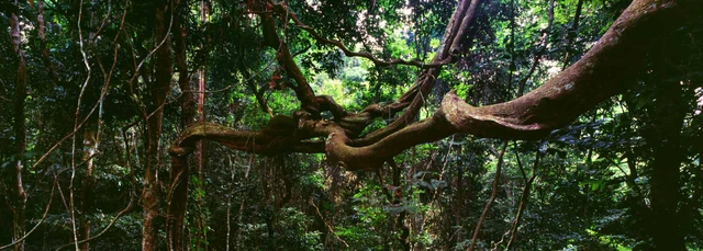 Vines in jungle