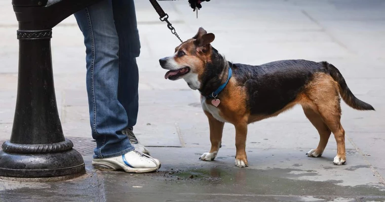 Image for article: People in deprived areas of Scotland at higher risk of dog bites as numbers rise