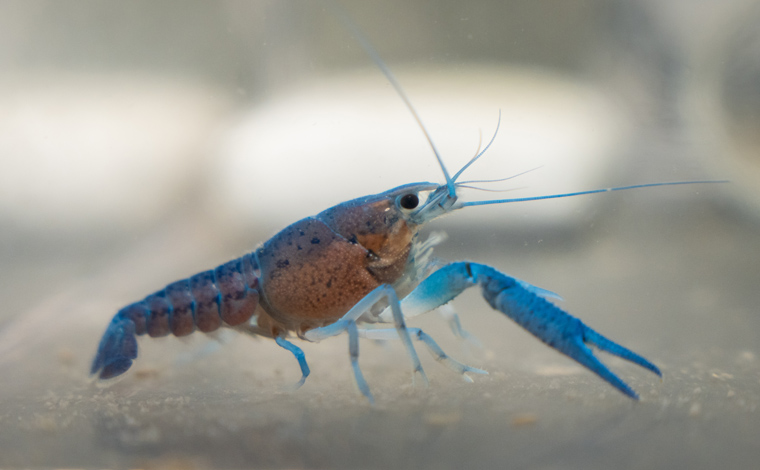 aquaculture